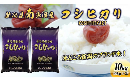 【新米】令和６年産新潟県南魚沼産コシヒカリ10kg 440968 - 新潟県南魚沼市