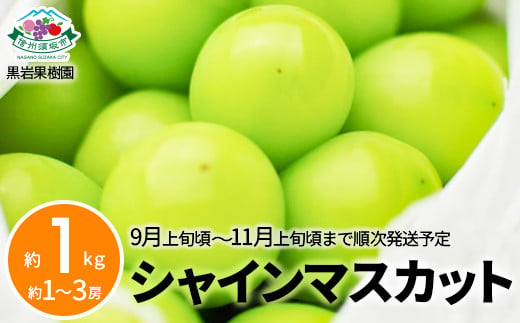 [No.5657-2606]シャインマスカット 約1kg (約1～3房)《黒岩果樹園》■2025年発送■※9月上旬頃～11月上旬頃にかけて順次発送 1060149 - 長野県須坂市