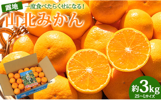 みかん 小玉 約3kg 糖度 山北みかん 高級みかん 温州みかん 小玉 大玉 小玉みかん 一度食べたらくせになる！ ミカン職人 果物 フルーツ 小玉美味しい  高知県産 (露地栽培 2S～Lサイズ） 甘い - 温州みかん 3kg 3キロ 温州みかん ミカン 蜜柑 柑橘 甘い おいしい 1万円 10000円 お取り寄せ 小玉みかん ku-0019