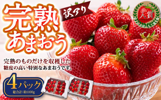 【訳あり】完熟あまおう 約275g×4パック 合計約1.1kg 【2025年1月上旬～3月上旬順次出荷予定】いちご 苺 イチゴ ベリー 果物 フルーツ お取り寄せ デザート おやつ 1451581 - 福岡県香春町