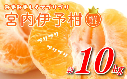 【2025年1月発送】宮内伊予柑 L～2L 優品以上 10kg 興居島 宮内 いよかん 愛媛 柑橘 伊予柑 イヨカン みかん くだもの ミカン フルーツ 数量限定 産地直送 国産 柑橘 松山 1214964 - 愛媛県松山市