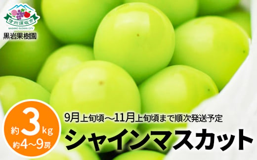 [No.5657-3472]シャインマスカット 約3kg (約4～9房) 《黒岩果樹園》■2025年発送■※9月上旬頃～11月上旬頃まで順次発送予定 1060917 - 長野県須坂市