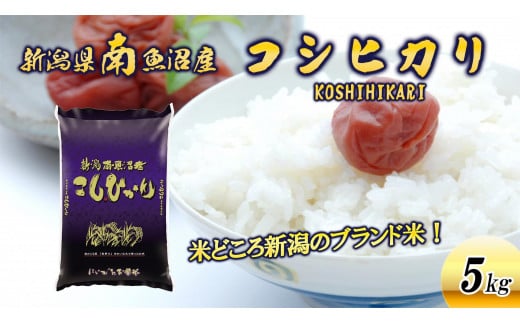 【新米】令和６年産新潟県南魚沼産コシヒカリ5kg 440967 - 新潟県南魚沼市