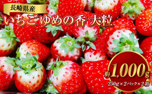 長崎県産いちご ゆめの香 大粒 約1kg（250g×2パック入×2箱）いちご 苺 イチゴ 冷蔵 果物 フルーツ 果実 【2024年11月下旬-2025年5月下旬発送予定】