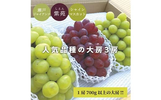 秋の葡萄大房3房種詰め合わせ!シャインマスカット・瀬戸ジャイアンツ・紫苑 1房700g以上 ぶどう ブドウ シャインマスカット 社員マスカット 瀬戸ジャイアンツ 紫苑 葡萄 デザート フルーツ 果物 くだもの 果実 食品