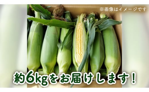 先行予約 2025年 6月下旬 以降発送】【 令和7年産 】【 訳あり 】 朝採り とうもろこし （ ゴールドラッシュ ） 約 6kg トウモロコシ  スイートコーン コーン 野菜 産地直送 期間限定 岩田さん 昼めし旅 [AX021ya] - 茨城県八千代町｜ふるさとチョイス - ふるさと納税サイト