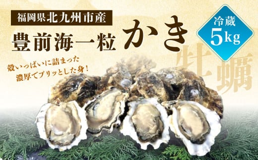 【配送不可地域あり】【配達日時指定必須】産地直送！ 生食 豊前海一粒かき（5kg） 江口商店  【限定30セット】牡蠣 生牡蠣 ブランド 一粒牡蠣 濃厚 558275 - 福岡県北九州市