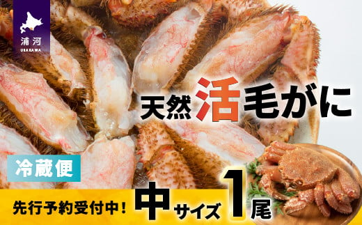 【先行受付開始！】漁協の活毛がに 中サイズ１尾※日付指定対応不可※[02-1421]