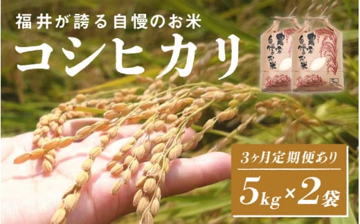 [2025年11月以降 順次発送予定][定期便あり!]令和7年産 コシヒカリ 5kg×2袋(計10kg)[C-10112] / お米 新米 精米 ご飯 こしひかり ごはん 米農家 農業男子 鮮度抜群 福井県鯖江市