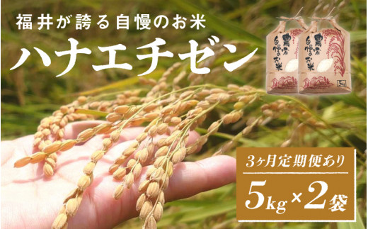 [2025年10月以降 順次発送予定][定期便あり!]令和7年産 ハナエチゼン 5kg×2袋(計10kg)[C-10106] / お米 新米 精米 ご飯 華越前 ごはん 米農家 農業男子 鮮度抜群 福井県鯖江市 先行予約