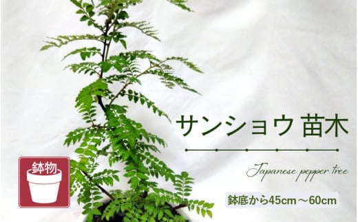 【先行予約】サンショウ苗木（鉢物）【山椒 さんしょう サンショウ お花 花 はな フラワー 花 苗 植物 家庭菜園 花壇 プランター ガーデニング観葉植物 園芸 鉢物 】【2025年4月上旬以降順次発送予定】 [m47-a006] 1738316 - 福井県美浜町