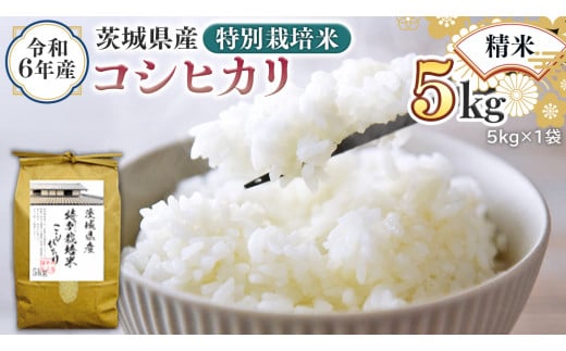 令和6年産 茨城県産 精米 特別栽培米 コシヒカリ 5kg (5kg×1袋) 新米 白米 こしひかり 米 コメ こめ 単一米 限定 茨城県産 国産 美味しい お米 おこめ おコメ