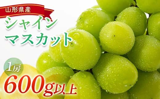 【令和7年産先行予約】 シャインマスカット 600g以上 (1房 秀) 《令和7年9月頃～発送》 『南陽中央青果市場』 マスカット ぶどう 種なし 果物 フルーツ デザート 山形県 南陽市 [1206] 263514 - 山形県南陽市