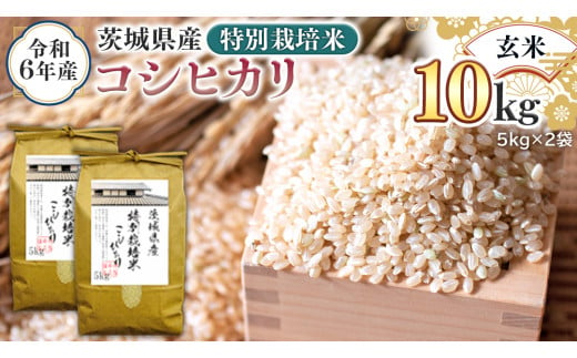 令和6年産 茨城県産 玄米 特別栽培米 コシヒカリ 10kg （5kg×2袋） 新米 こしひかり 米 コメ こめ 単一米 限定 茨城県産 国産  美味しい お米 おこめ おコメ｜ふるラボ