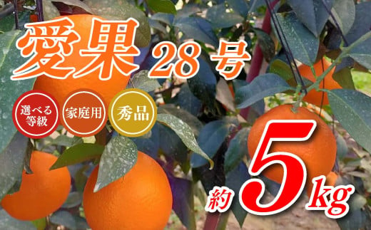 愛果28号 5kg あいか 愛果 みかん 柑橘 蜜柑 フルーツ 先行予約 松山市 愛媛県 数量限定 [ 2024年 11月 12月発送 ]