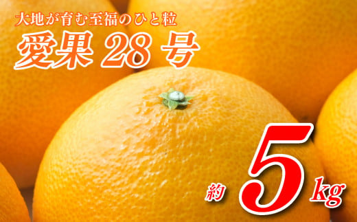 愛果28号 5kg 寿 あいか 極上 田中農園 あいか 愛果 みかん 柑橘 蜜柑 フルーツ 先行予約 松山市 愛媛県 数量限定 【 2024年 11月 12月発送 】 1153332 - 愛媛県松山市