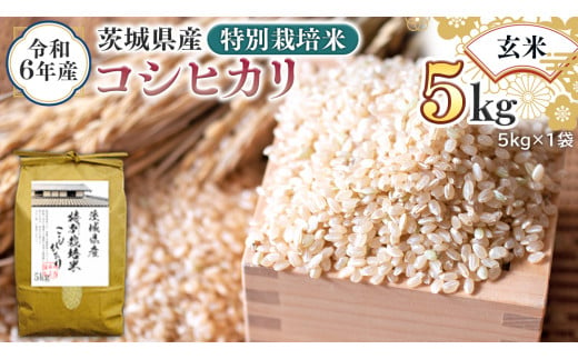 令和6年産 茨城県産 玄米 特別栽培米 コシヒカリ 5kg (5kg×1袋) 新米 こしひかり 米 コメ こめ 単一米 限定 茨城県産 国産 美味しい お米 おこめ おコメ