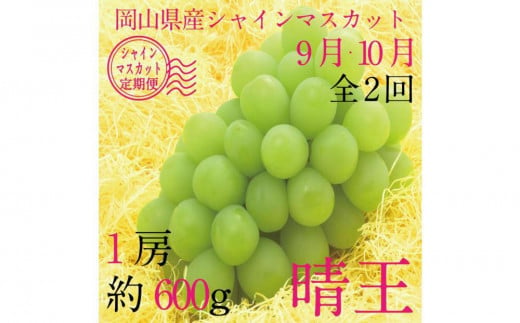 [HS]【定期便 全2回】ぶどう 2025年 先行予約 9月・10月発送 シャイン マスカット 晴王 1房 約600g【ブドウ 葡萄  岡山県産 国産 フルーツ 果物 ギフト】 1519368 - 岡山県倉敷市