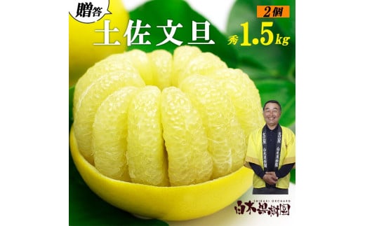 【果樹園直送】土佐文旦　4L　2個入り　1.5kg　特選品贈答用　果物　柑橘　フルーツ　ぶんたん　ブンタン　分担　高知県土佐市　お取り寄せ 産地直送　おいしい 美味しい　返礼品　白木果樹園