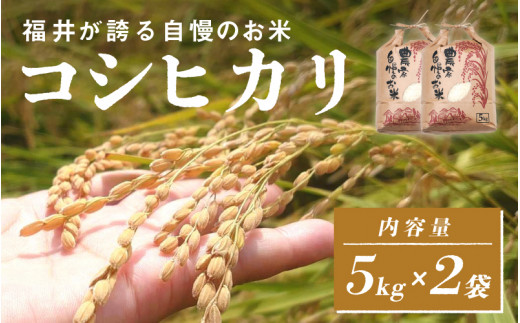 【チョイス限定！100袋限定販売！！】＜2025年11月以降 順次発送予定＞令和7年産　コシヒカリ　通常便（1回配送）計10kg（5kg×2袋）[C-10113] / お米 新米 精米 ご飯 こしひかり ごはん 米農家 農業男子 鮮度抜群 福井県鯖江市 1642984 - 福井県鯖江市