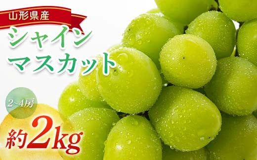 【令和7年産先行予約】 シャインマスカット 約2kg (2～4房) 《令和7年9月頃～発送》 『南陽中央青果市場』 マスカット ぶどう 種なし 果物 フルーツ デザート 山形県 南陽市 [1205] 263513 - 山形県南陽市