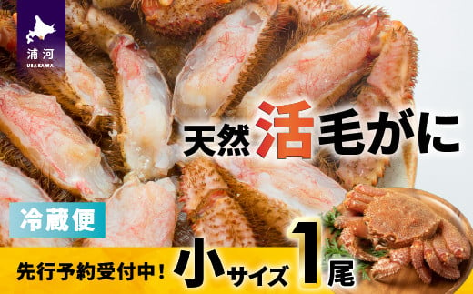 【先行受付開始！】漁協の活毛がに 小サイズ１尾※日付指定対応不可※[02-1419]