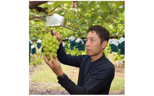 長野県中野市のふるさと納税 ＜2025年発送＞シャインマスカット2房1kg以上　JA中野市から直送【1272457】