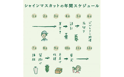 山梨県富士吉田市のふるさと納税 【2025年先行予約】【2回定期便】ジューシーで甘さ抜群 厳選シャインマスカット1kg×2回配送 ぶどう 果物 フルーツ 旬 山梨県 2025年 先行予約 山梨 富士吉田