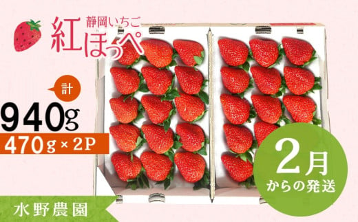 ６２８５　②2月からの発送　掛川産いちご 紅ほっぺ  470g×2P 計940ｇ (12～15粒入×２P)  ①1月、②2月の中から発送時期をお選び下さい 水野農園  ( ミズノ農園 ） 1135225 - 静岡県掛川市