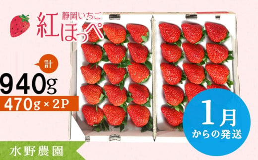 ６２８５　①1月からの発送　掛川産いちご 紅ほっぺ  470g×2P  計960ｇ (12～15粒入×２P)  ①1月、②2月の中から発送時期をお選び下さい 水野農園  ( ミズノ農園 ） 1135224 - 静岡県掛川市