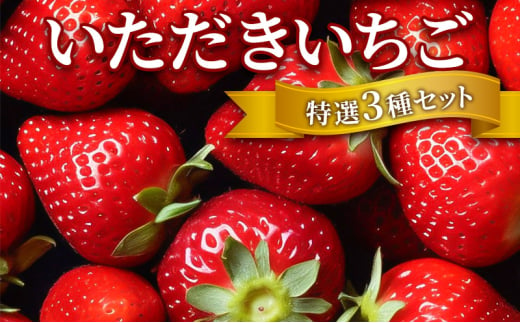 いちご いただきいちご 特選 3種 セット (1パック 8玉又は11玉入り×3パック) イチゴ 果物 ※配送不可：離島 1522180 - 福岡県小郡市