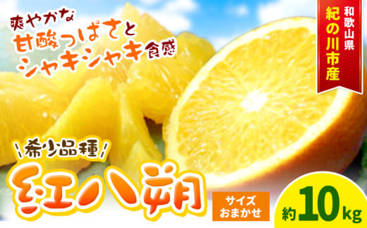 【希少品】和歌山県産 紅八朔 約 10kg (サイズおまかせ) 紀の川市厳選館《2025年3月上旬-4月中旬頃出荷》 和歌山県 紀の川市 果物 紅八朔 果実 ジューシー 甘み 酸味