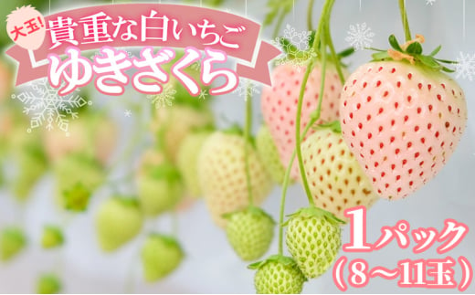 いちご 大玉！希少 白いちご ゆきざくら (1パック 8玉又は11玉入り) イチゴ 果物 ギフト ※配送不可：離島 1522182 - 福岡県小郡市