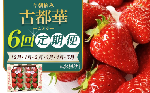 ［先行予約］【 いちご１２月から計6回定期便 】 ◆古都華　約３００g×２パック×６回 ◆ 【今朝摘みの丸笑いちご園】 ／ フルーツ いちご 苺 イチゴ 果物 くだもの 新鮮 完熟 朝採り 高級 希少品種 甘い 奈良県 葛城市【maru-tkb003】