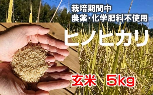 [栽培期間中農薬化学肥料不使用]きれいな山水で育てたヒノヒカリ 玄米(5kg)≪令和6年度 新米 臼杵市産≫