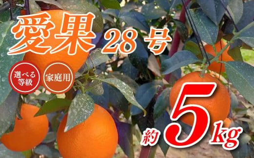 愛果28号 5kg あいか 家庭用 愛果 みかん 柑橘 蜜柑 フルーツ 先行予約 松山市 愛媛県 数量限定 【 2024年 11月 12月発送 】 597167 - 愛媛県松山市