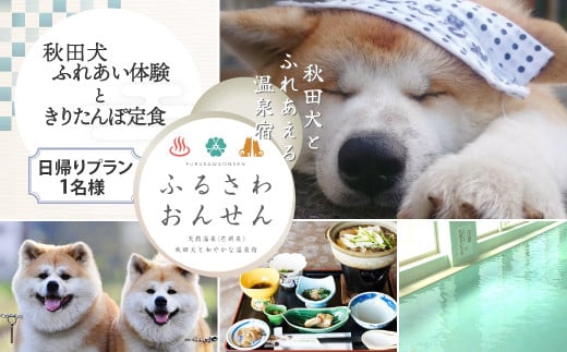 【ふるさわ温泉日帰り体験】秋田犬ふれあい体験ときりたんぽ定食(1名様分) 50P8407 1489658 - 秋田県大館市