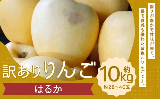 訳あり りんご（はるか） 約10kg ／りんご 林檎 果物 くだもの フルーツ 岩手県産 【2024年12月下旬より発送開始】 1500682 - 岩手県二戸市