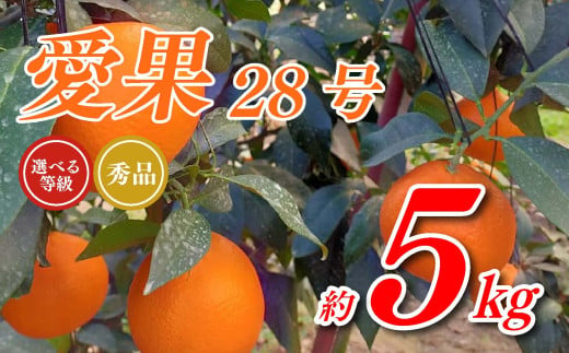 愛果28号 5kg あいか 秀品 愛果 みかん 柑橘 蜜柑 フルーツ 先行予約 松山市 愛媛県 数量限定 【 2024年 11月 12月発送 】 597166 - 愛媛県松山市