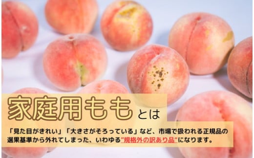 福島県国見町のふるさと納税 ◆2025年夏発送◆＜ 産直・家庭用 桃・約1.5kg ＞ ※北海道・沖縄・離島への配送不可 ※2025年7月上旬～8月中旬頃に順次発送予定