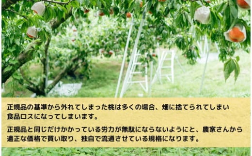 福島県国見町のふるさと納税 ◆2025年夏発送◆＜ 産直・家庭用 桃・約1.5kg ＞ ※北海道・沖縄・離島への配送不可 ※2025年7月上旬～8月中旬頃に順次発送予定