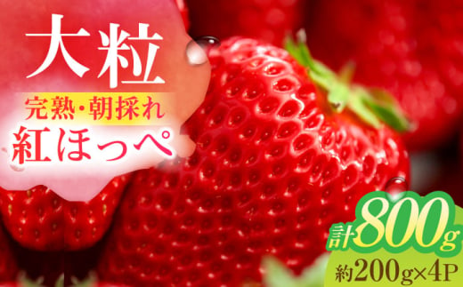 朝摘み 愛知県産 大粒 完熟紅ほっぺ 約200g×4パック いちご 紅ほっぺ 完熟 愛西市/くぼ苺農園 [AECJ002] 1522543 - 愛知県愛西市