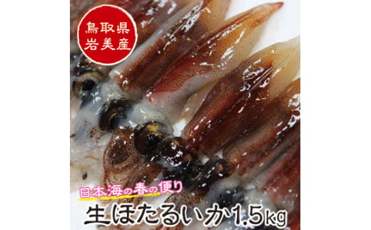 【21006】鳥取県岩美産 生ほたるいか 1.5kg｜鳥取 岩美町 日本海 イカ ホタルイカ 魚貝類 1165779 - 鳥取県岩美町