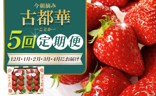 ［先行予約］【 いちご１２月から計5回定期便 】 ◆古都華　約３００g×２パック×５回 ◆ 【今朝摘みの丸笑いちご園】 ／ フルーツ いちご 苺 イチゴ 果物 くだもの 新鮮 完熟 朝採り 高級 希少品種 甘い 奈良県 葛城市【maru-tkb002】