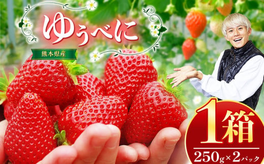 熊本県産 イチゴ 「 ゆうべに 」 1箱（250g入り×2パック） | フルーツ 果物 くだもの いちご 苺 500g 熊本県 玉名市 1532053 - 熊本県玉名市