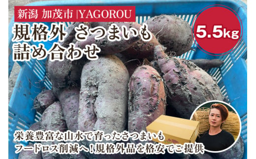 【新潟県加茂市七谷産】規格外 さつまいも詰め合わせ フードロス SDGs 人気品種 食べ比べ  紅はるか 紅あずま 焼き芋 蒸し芋 スイートポテト スイーツにも 加茂市 YAGOROU ヤゴロウ 1522866 - 新潟県加茂市