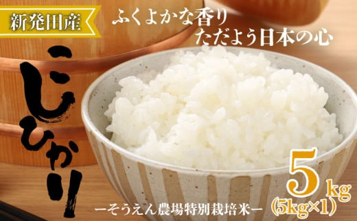 令和6年産 新潟県産 そうえん米コシヒカリ 5kg 【  新潟県 新潟産 新潟米 新発田産 新発田 お米 米 玄米 コシヒカリ とんとん市場 せいだ そうえん米 5kg 数量限定 D81_01 】 1357543 - 新潟県新発田市