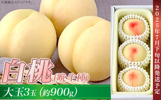 岡山の白桃（晩生種） 大玉3玉（約900g） 1247963 - 岡山県井原市