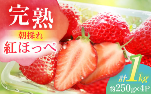 朝摘み 愛知県産 完熟紅ほっぺ 約250g×4パック いちご 紅ほっぺ 完熟 愛西市/くぼ苺農園 [AECJ001]