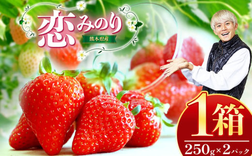 熊本県産 イチゴ 「 恋みのり 」 1箱（250g入り×2パック） | フルーツ 果物 くだもの いちご 苺 500g 熊本県 玉名市 1532052 - 熊本県玉名市